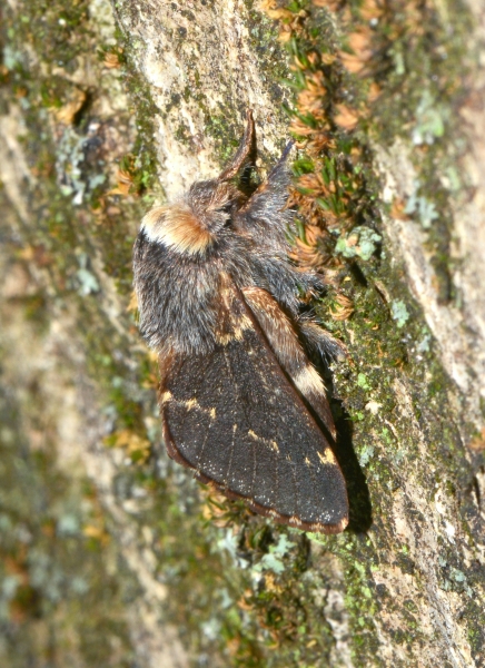 Poecilocampa populi
